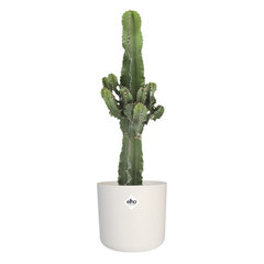 Cactussen (Euphorbia ingens)