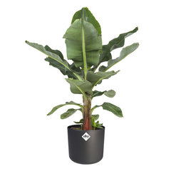 Bananenplant (Musa 'Dwarf Cavendish') 