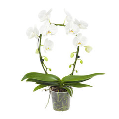 Orchidee (Phalaenopsis)