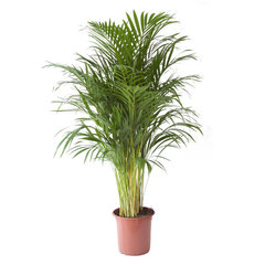 Goudpalm (Areca Dypsis Palm)