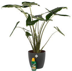 Olifantsoor (Alocasia)