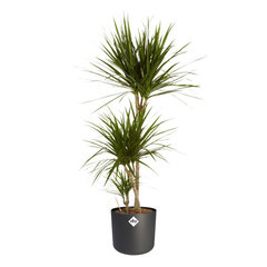 Drakenbloedboom (Dracaena)