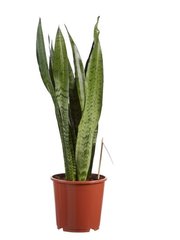 Sansevieria (Vrouwentong)