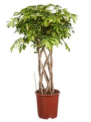 Vingersboom (Schefflera actinophylla)