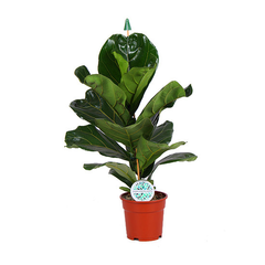 Vioolbladplant (Ficus Bambino)