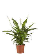 Lepelplant (Spathiphyllum Vivaldi)