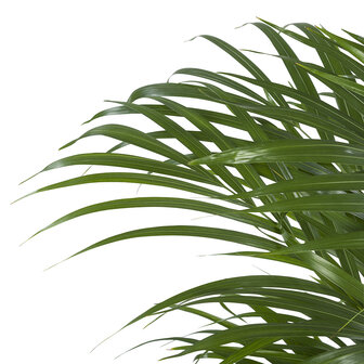 Areca / Dypsis Palm (Areca)