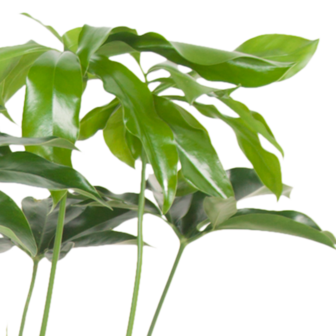 Philodendron Green Wonder