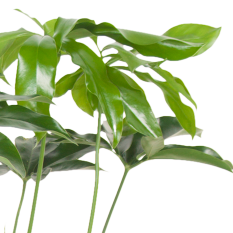 Philodendron Green Wonder