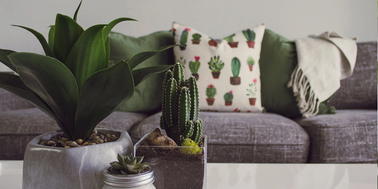 Hoe kies je een plant die bij je past? Hoe kies je een plant die bij je past?