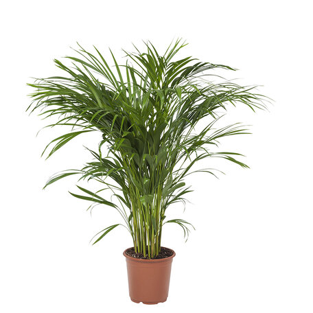 Areca / Dypsis Palm (Areca)