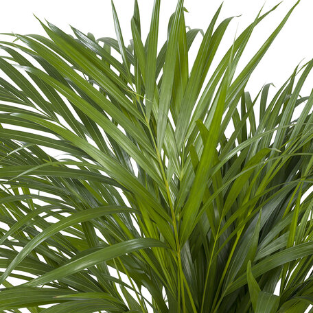 Areca / Dypsis Palm (Areca)